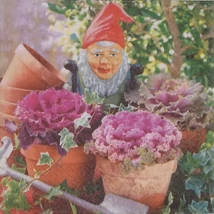 Szalvéta  törpe