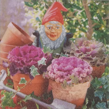 Szalvéta  törpe