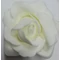 Habrózsa krém 6-7 cm